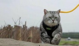 猫咪再见娱乐吃瓜酱,揭秘娱乐圈幕后趣闻