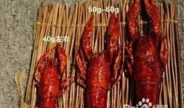 爆料龙虾做法视频播放下载
