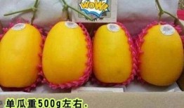 免费高质量吃瓜视频,揭秘热门吃瓜视频盛宴！