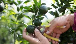 抖音网红小青柑吃瓜,抖音网红带你揭秘娱乐圈幕后故事