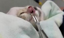 寄生幼虫在线观看,惊悚在线观看之旅