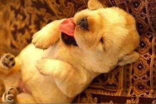 娱乐吃瓜汪星人是谁的小说,揭秘娱乐圈背后的萌宠传奇