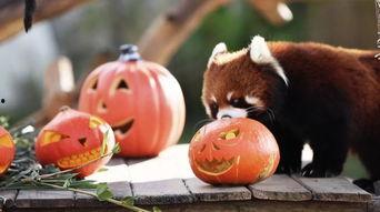 娱乐吃瓜酱棉袄猫窝,揭秘明星温馨家居生活