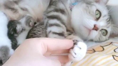 娱乐吃瓜酱猫妈妈视频,萌宠视频带你笑翻天